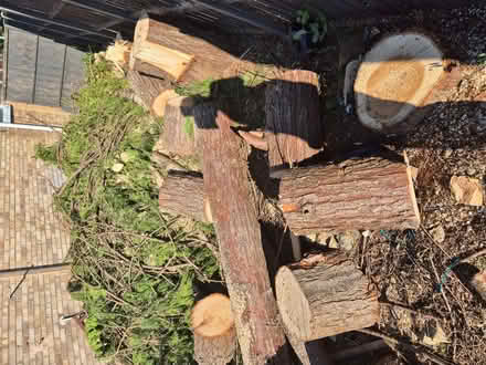 Photo of free Logs (Langley SL2) #3