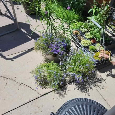 Photo of free Verbena Bonariensis + Lobelia (Oaklands nr Welwyn AL6) #1