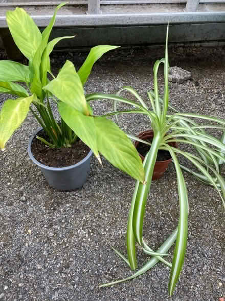 Photo of free House Plants (Shelton Lock DE73) #1