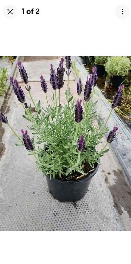 Photo of Lavender (Saint George's CO2) #1
