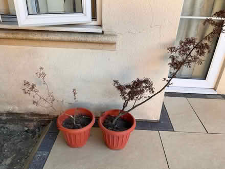 Photo of free Two stressed Japanese maple trees in pots. (Kew TW9) #1