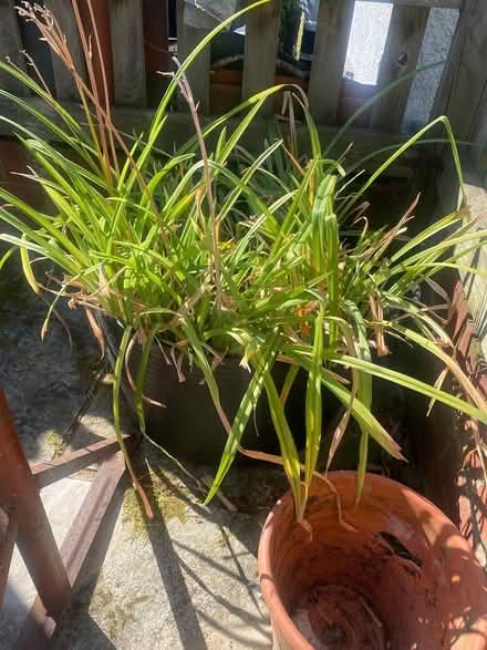 Photo of free Orange Day Lilies (Great Kingshill HP15) #1