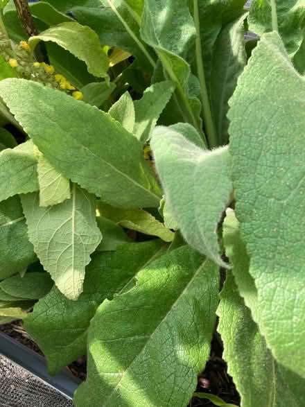 Photo of free Freshly harvested Mullein leaves (Heysham LA3) #1