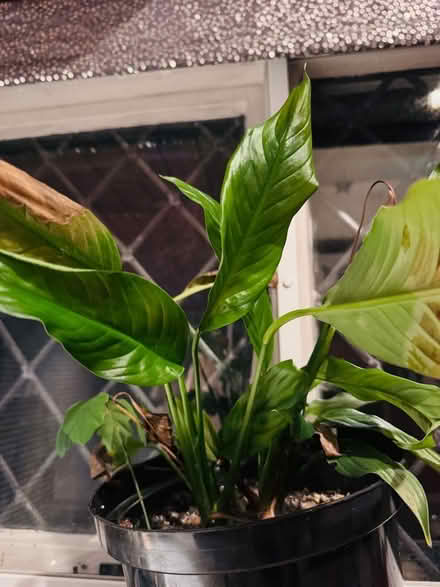 Photo of free Spathiphyllum floribundum (Water Eaton MK2) #1
