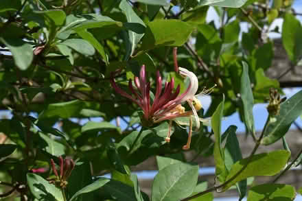 Photo of free Honeysuckle plant (Hatfield AL10) #1