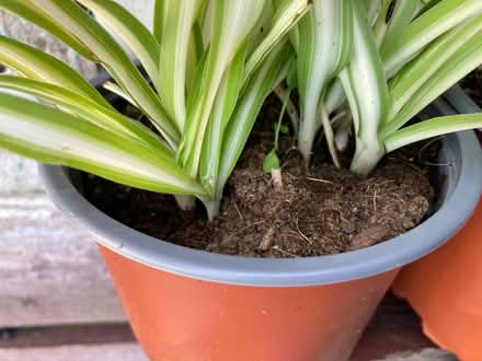 Photo of free Spider plants (Heysham LA3) #2