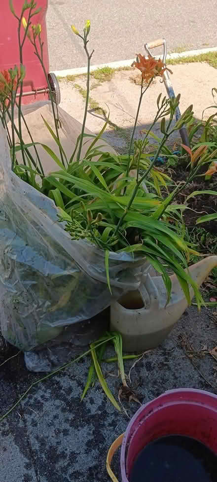 Photo of free dat lillies (melrose) #1
