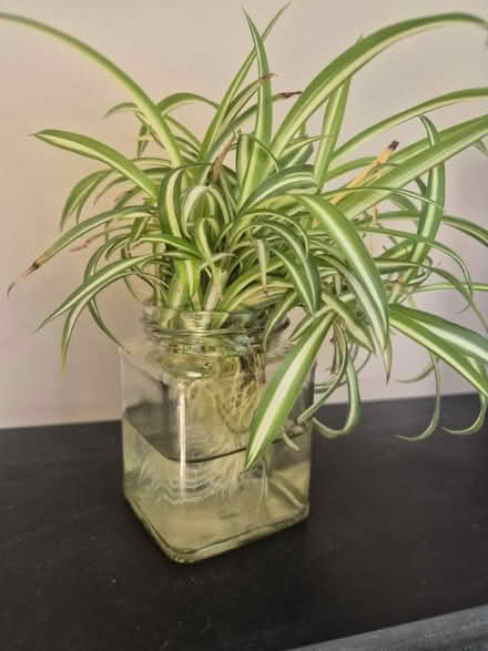Photo of free Spider Plant Babies (Rainbow Hill WR3) #1