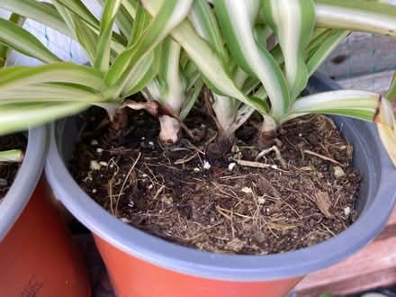 Photo of free Spider plants (Heysham LA3) #3