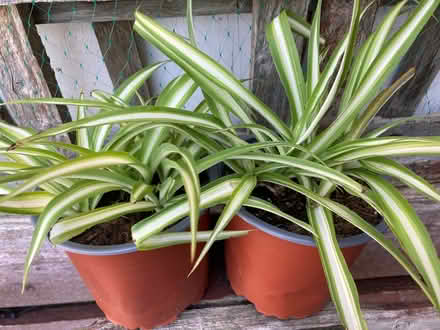 Photo of free Spider plants (Heysham LA3) #1