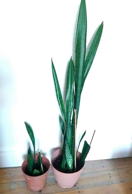 Photo of free Two snake plants (Norbury SW16) #1