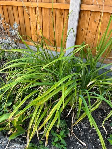 Photo of free Lilly plants with orange flowers (Wickford SS12) #1