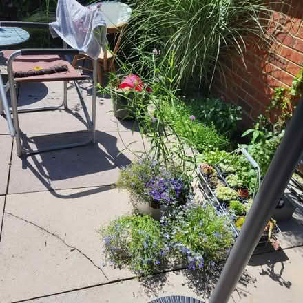 Photo of free Verbena Bonariensis + Lobelia (Oaklands nr Welwyn AL6) #2