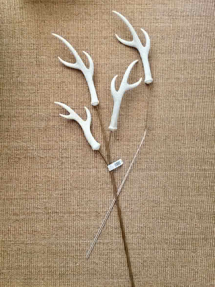 Photo of free Antler Stems (Thornhill) #2