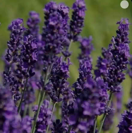 Photo of lavender cuttings (West End LA4) #1
