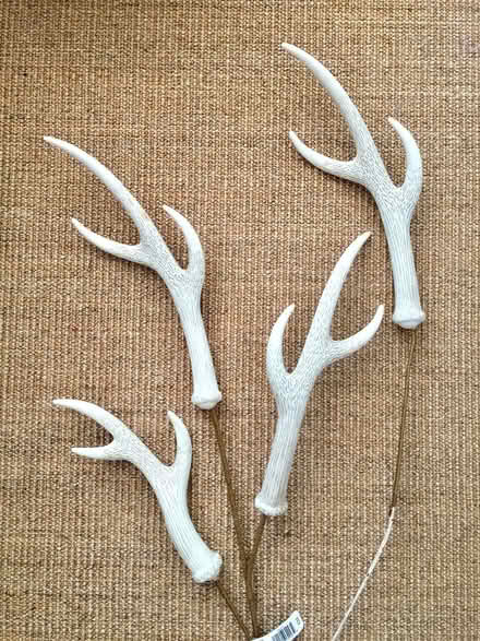Photo of free Antler Stems (Thornhill) #1