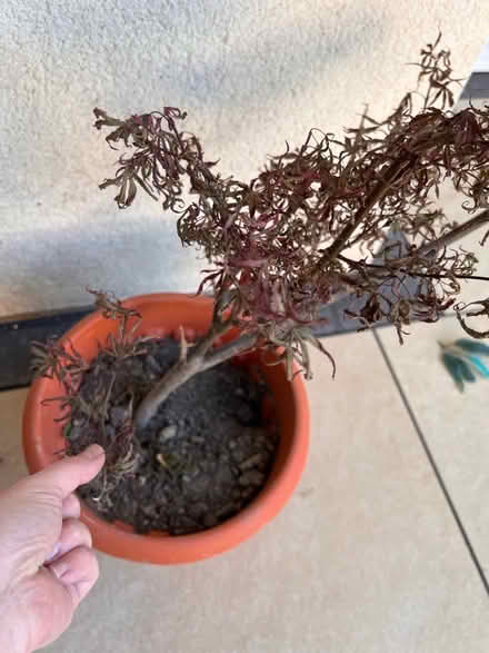 Photo of free Two stressed Japanese maple trees in pots. (Kew TW9) #3