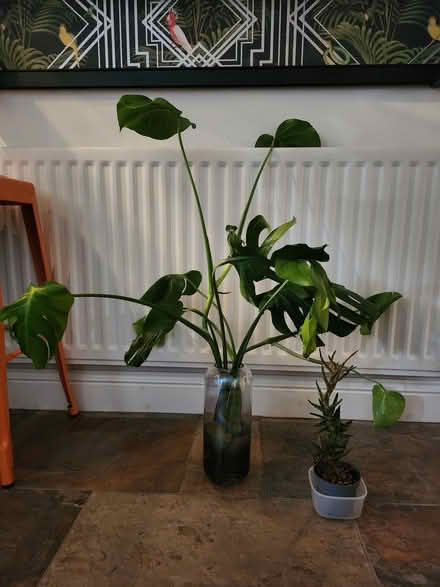 Photo of free Monstera Cuttings & Cactus (Walsall WS1) #1