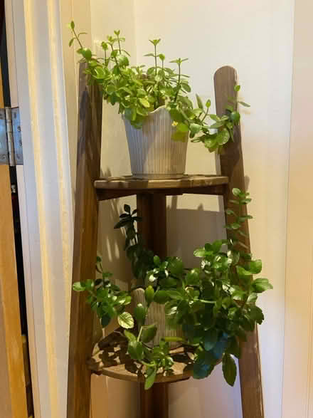 Photo of free Plants x 2 (NW6 Queen’s Park) #1