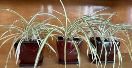 Photo of free Spider Plants (Cupertino - DeAnza and 280) #1
