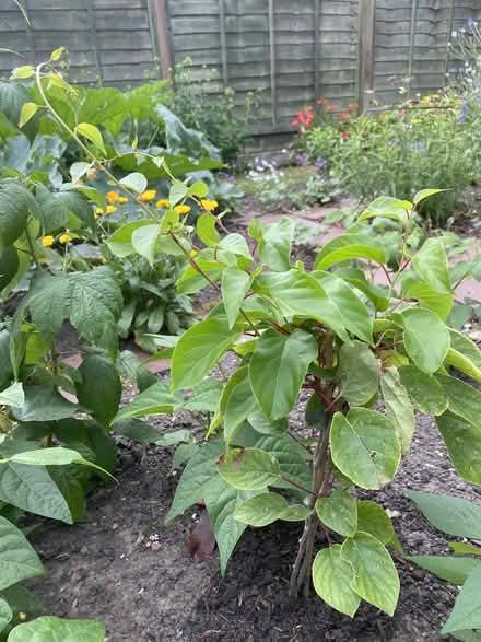 Photo of free Plants (Middle Deal CT14) #2