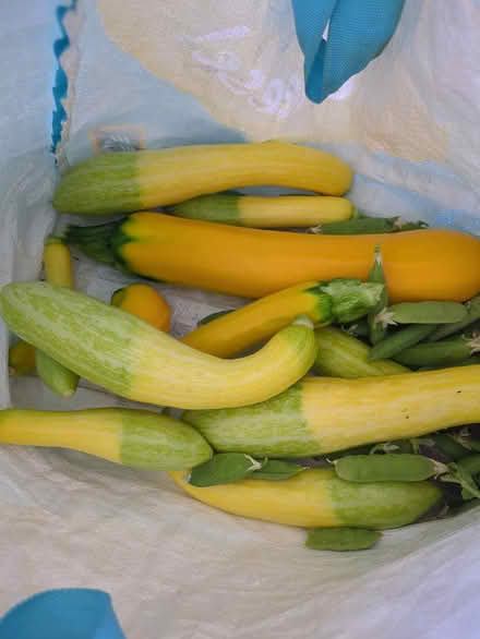 Photo of free Allotment courgettes/summer squash (Horsham RH12) #1