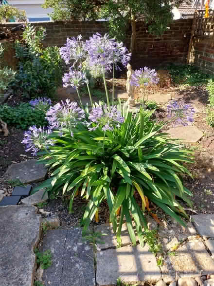 Photo of free Large Agapanthus (Southsea PO4) #2
