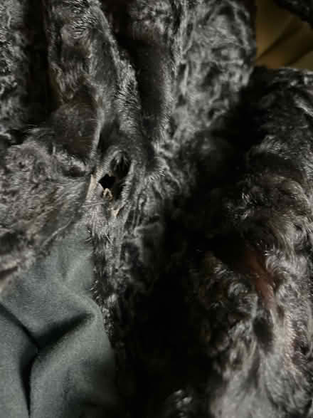 Photo of free Damaged Persian lambs wool coat (Mt. Pleasant DC) #4