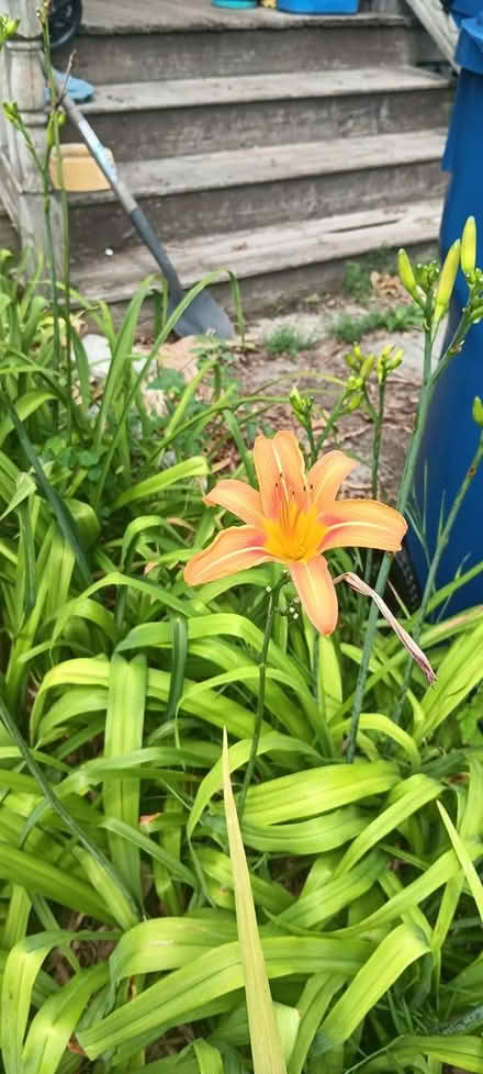Photo of free dat lillies (melrose) #2