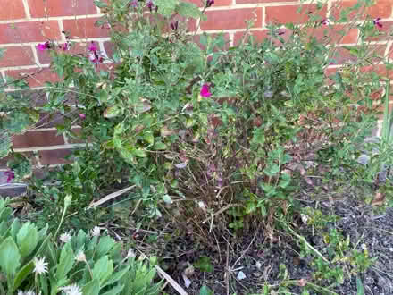 Photo of free Red flowering shrub (St. Peter's CT10) #1