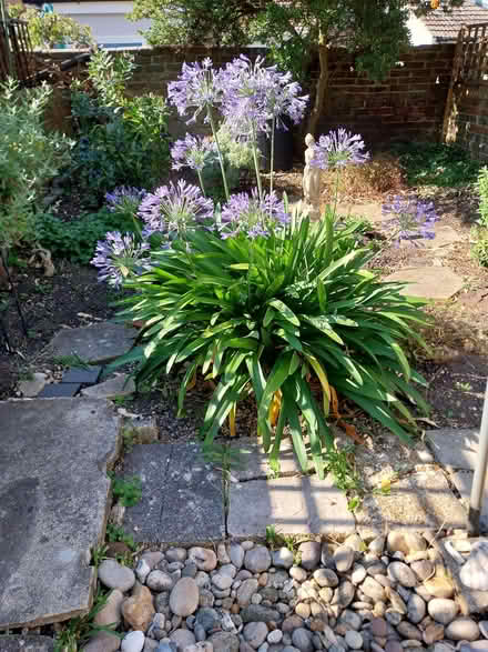 Photo of free Large Agapanthus (Southsea PO4) #1