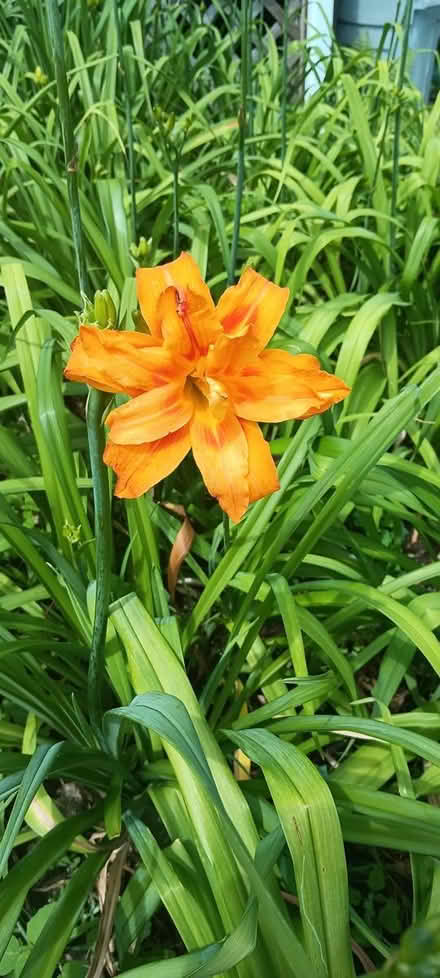 Photo of free dat lillies (melrose) #3