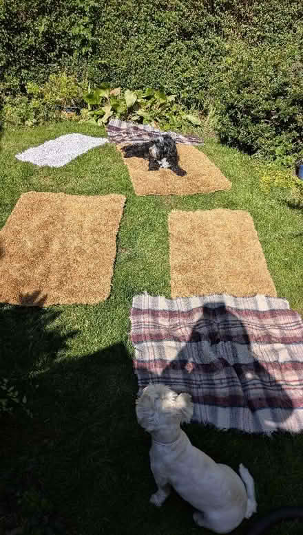 Photo of free Various rugs including dog rugs (Hall i' th' Wood BL2) #1