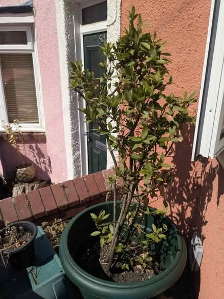 Photo of free Bay Tree (Totterdown, BS4) #1