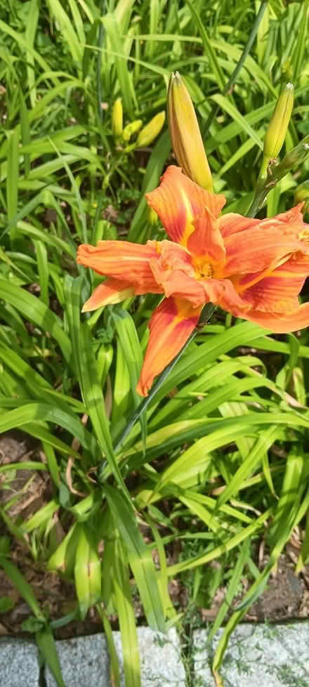 Photo of free dat lillies (melrose) #4