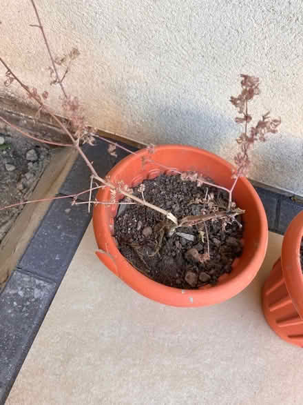 Photo of free Two stressed Japanese maple trees in pots. (Kew TW9) #4