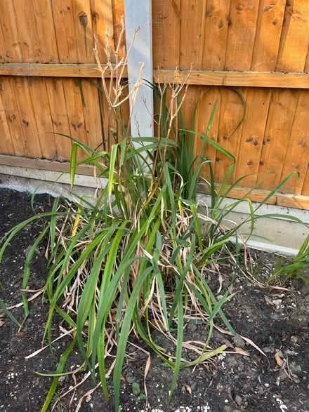 Photo of free Lilly plants with orange flowers (Wickford SS12) #2