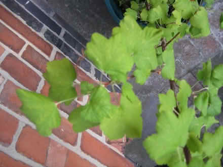 Photo of free Ornamental Flowering Currant plant in tub (Ruddington NG11) #2