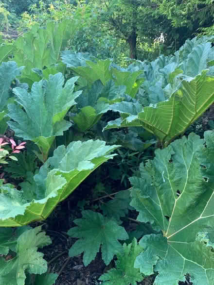 Photo of free Gunners leaf to use as a custom concrete leaf (Quernmore LA1) #2