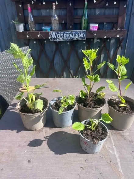 Photo of free Dwarf Aster plants (Garston L19) #1