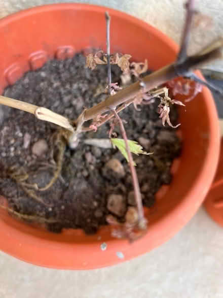 Photo of free Two stressed Japanese maple trees in pots. (Kew TW9) #2