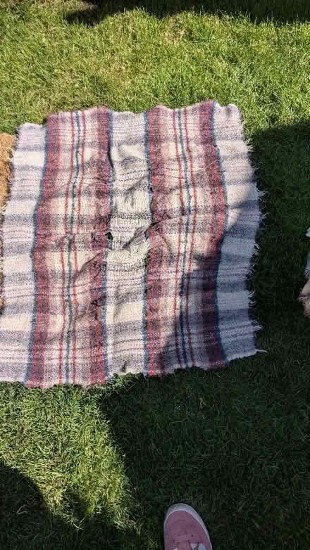 Photo of free Various rugs including dog rugs (Hall i' th' Wood BL2) #2
