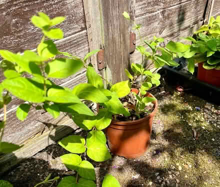 Photo of free Honeysuckle plant (Hatfield AL10) #2