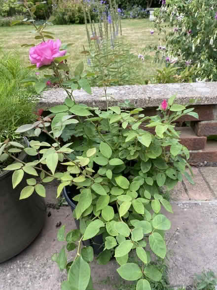 Photo of free Plants (Middle Deal CT14) #1