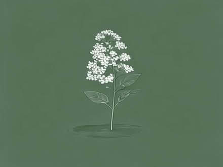 Photo of free Elderflower plant (Wimbledon Village SW19) #1