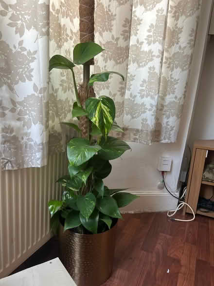 Photo of House plants (West Croydon CR0) #1
