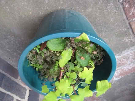Photo of free Ornamental Flowering Currant plant in tub (Ruddington NG11) #3