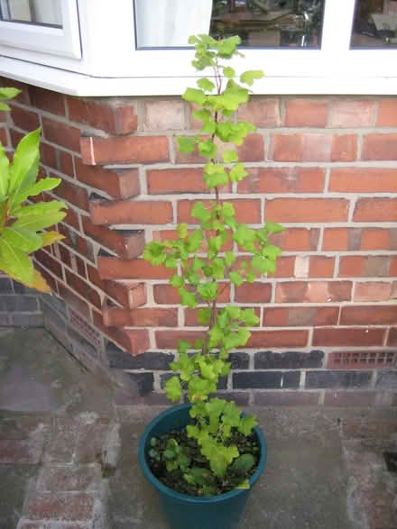 Photo of free Ornamental Flowering Currant plant in tub (Ruddington NG11) #1