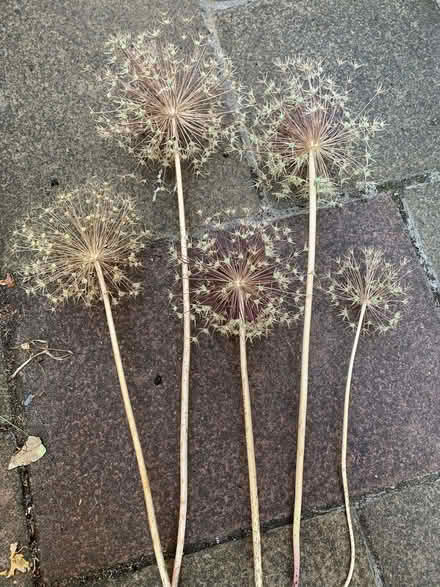 Photo of free Dried allium seed heads (Chalfont St Giles HP8) #1