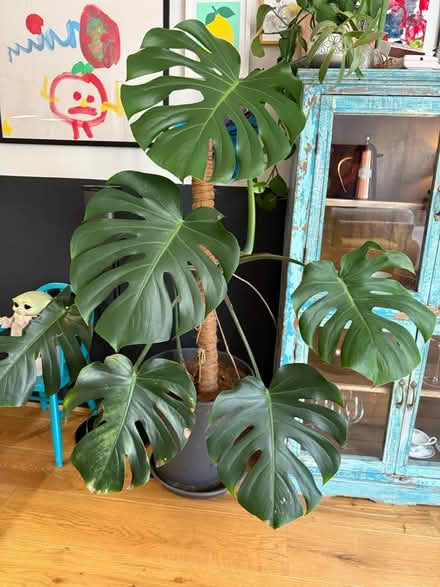 Photo of free Monstera (large) (Winchester SO22) #1
